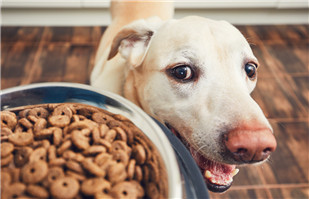 Three major trends in pet food packaging